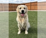 Small Photo #1 Golden Retriever Puppy For Sale in SEVERANCE, CO, USA