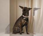 Small #1 Italian Greyhound