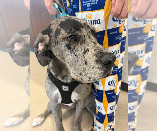 Medium Photo #1 Great Dane Puppy For Sale in Bullard, TX, USA