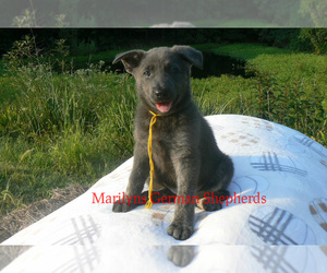 German Shepherd Dog Puppy for sale in PIEDMONT, MO, USA