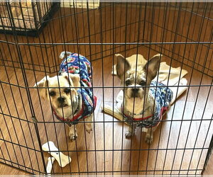 Radar - Male ShiChi Dog for Adoption - Photo #2
