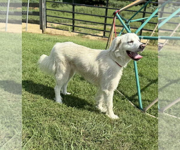 Medium Photo #3 Great Pyrenees Puppy For Sale in Croydon, NH, USA