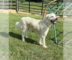 Small #2 Great Pyrenees