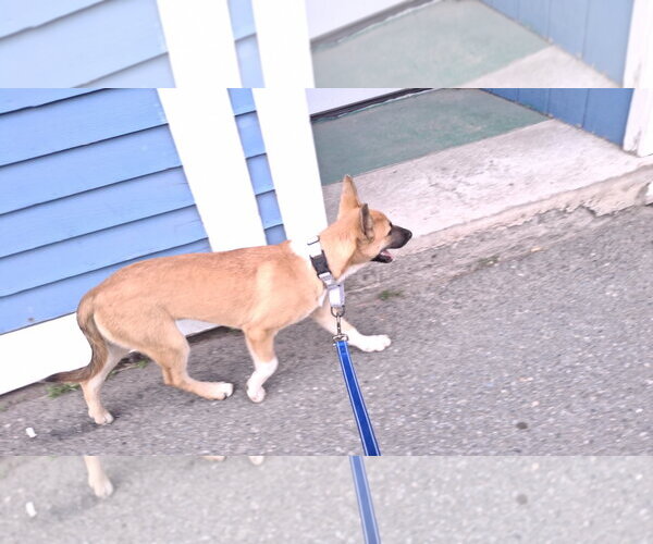 Medium Photo #8 Shollie Puppy For Sale in Sebec, ME, USA