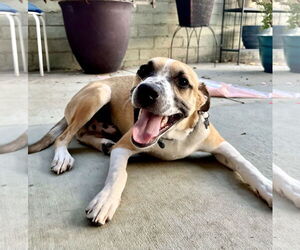 Bogart - Male Mutt Dog for Adoption - Photo #3