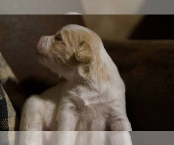 Medium Photo #6 Golden Mountain Doodle  Puppy For Sale in JIM FALLS, WI, USA