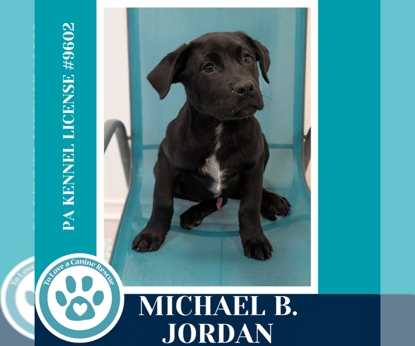 Medium Photo #1 Labrador Retriever-Unknown Mix Puppy For Sale in Kimberton, PA, USA