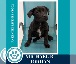 Labrador Retriever-Unknown Mix Dogs for adoption in Kimberton, PA, USA