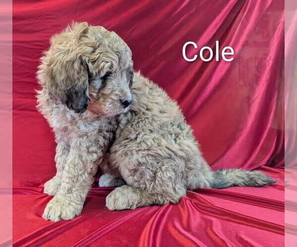 Medium Photo #15 Bernedoodle Puppy For Sale in CANON CITY, CO, USA