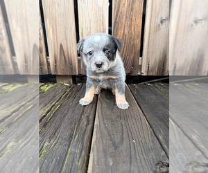 Australian Cattle Dog Puppy for sale in SANTA ROSA, CA, USA