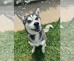 Small Photo #4 Alaskan Malamute-Huskies  Mix Puppy For Sale in Newport Beach, CA, USA