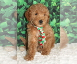 Small Photo #9 Goldendoodle Puppy For Sale in FROSTPROOF, FL, USA