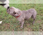 Small #3 French Bulldog