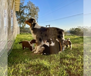 Border-Aussie Puppy for sale in BUCKEYE, AZ, USA