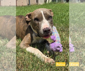 American Pit Bull Terrier-Unknown Mix Dogs for adoption in Albemarle, NC, USA