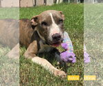 Small American Pit Bull Terrier Mix