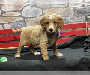 Goldendoodle (Miniature) Puppy for sale in MILLERSBURG, OH, USA