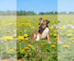 Small #7 Basenji-Rat Terrier Mix