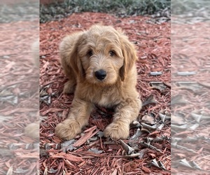 Goldendoodle Puppy for sale in NEWTON, NC, USA