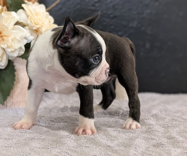 Medium Photo #39 Boston Terrier Puppy For Sale in GOSHEN, IN, USA