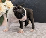 Small Photo #39 Boston Terrier Puppy For Sale in GOSHEN, IN, USA