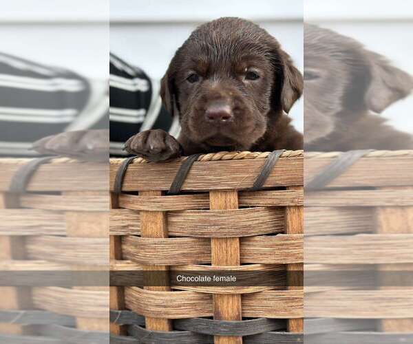 Medium Photo #5 Labrador Retriever Puppy For Sale in CASHTON, WI, USA