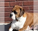 Small Photo #6 Boxer Puppy For Sale in MURFREESBORO, TN, USA