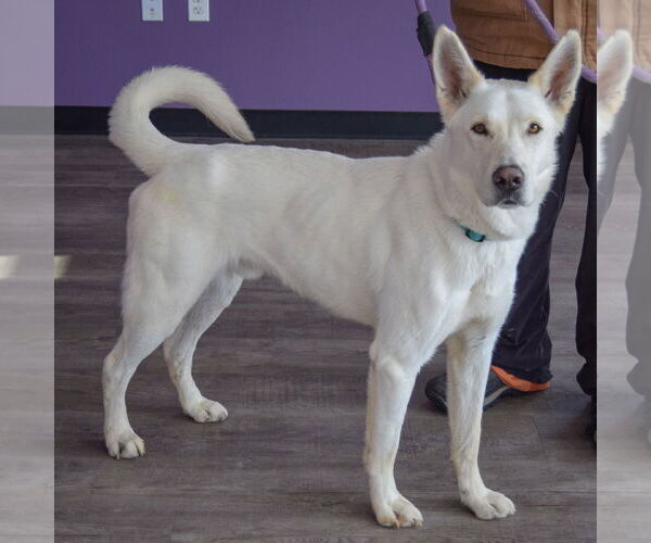 Medium Photo #2 Gerberian Shepsky Puppy For Sale in Huntley, IL, USA