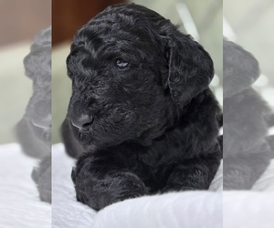 Medium Poodle (Standard)