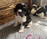 Small Photo #7 English Springer Spaniel Puppy For Sale in BATH, PA, USA
