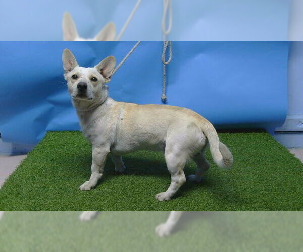 Medium Photo #1 Cardigan Welsh Corgi-Unknown Mix Puppy For Sale in Downey, CA, USA
