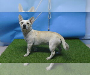 Cardigan Welsh Corgi-Unknown Mix Dogs for adoption in Downey, CA, USA