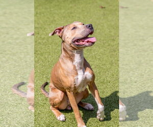 Guapa - Female Mutt Dog for Adoption - Photo #4