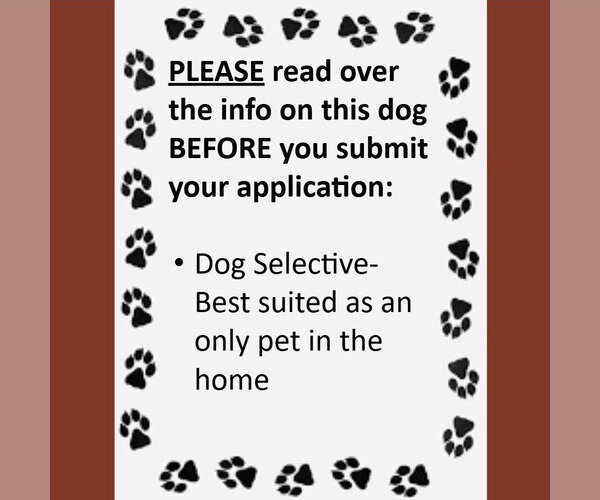 Medium Photo #4 Mutt Puppy For Sale in Fargo, ND, USA