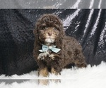 Puppy Brownie F1B Schnoodle (Miniature)