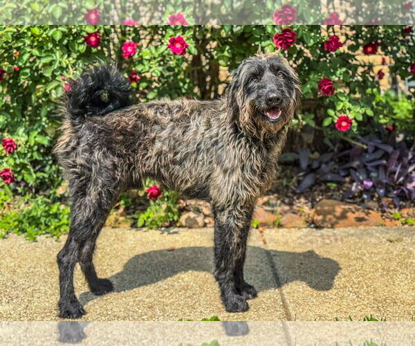 Medium Photo #4 Retriever -Unknown Mix Puppy For Sale in PIPE CREEK, TX, USA