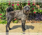 Small #3 Retriever  Mix