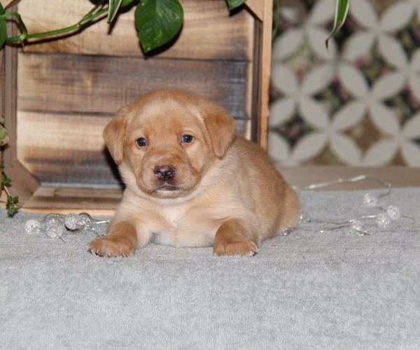 Medium Photo #20 Labrador Retriever Puppy For Sale in HYDE PARK, VT, USA