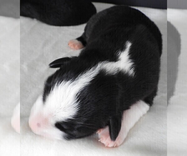 Medium Photo #5 Border Collie Puppy For Sale in CARLISLE, KY, USA