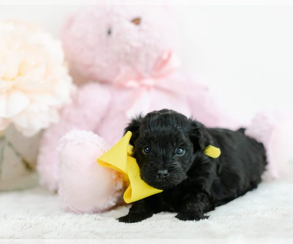 Medium Photo #4 Pomeranian-Poodle (Toy) Mix Puppy For Sale in LITTLE ROCK, AR, USA