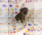 Small #9 Poodle (Toy)-Yorkshire Terrier Mix
