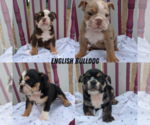 Small Photo #10 English Bulldog Puppy For Sale in GOSHEN, IN, USA
