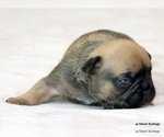 Small Photo #26 French Bulldog Puppy For Sale in WINNSBORO, TX, USA