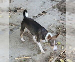 Chihuahua Dogs for adoption in Tracy, CA, USA