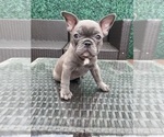 Small Photo #2 French Bulldog Puppy For Sale in PORTSMOUTH, VA, USA