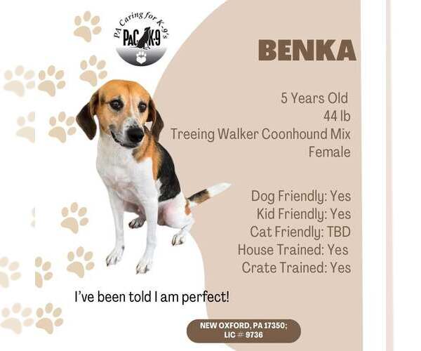 Medium Photo #2 Treeing Walker Coonhound-Unknown Mix Puppy For Sale in New Oxford , PA, USA