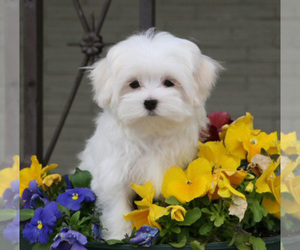 Father of the Maltipoo puppies born on 03/02/2022