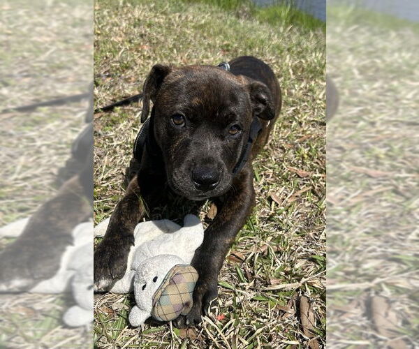 Medium Photo #1 Bulldog-Labrador Retriever Mix Puppy For Sale in Tarrytown, GA, USA