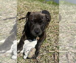 Small Bulldog-Labrador Retriever Mix