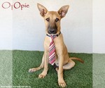 Opie - Male Mutt Dog for Adoption - Small photo